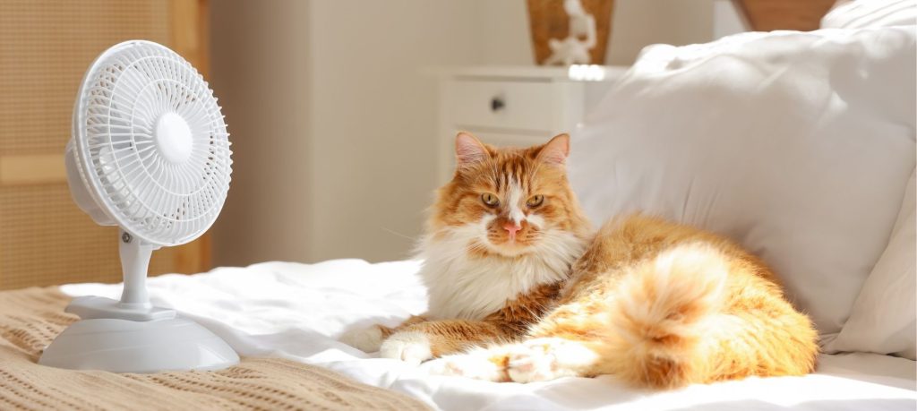 Fluffy orange and white cat lying on a white bed next to a small white fan