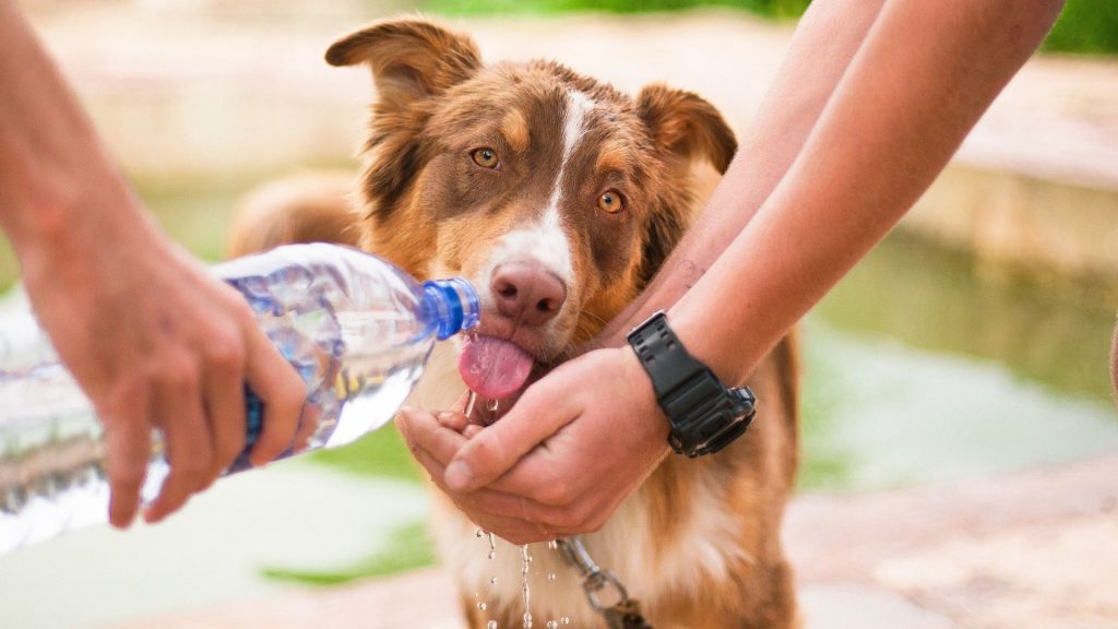 Brown and white dog drinking water poured from a plastic bottle into a person’s cupped hands