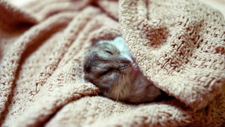 A pocket pet sleeping in a blanket