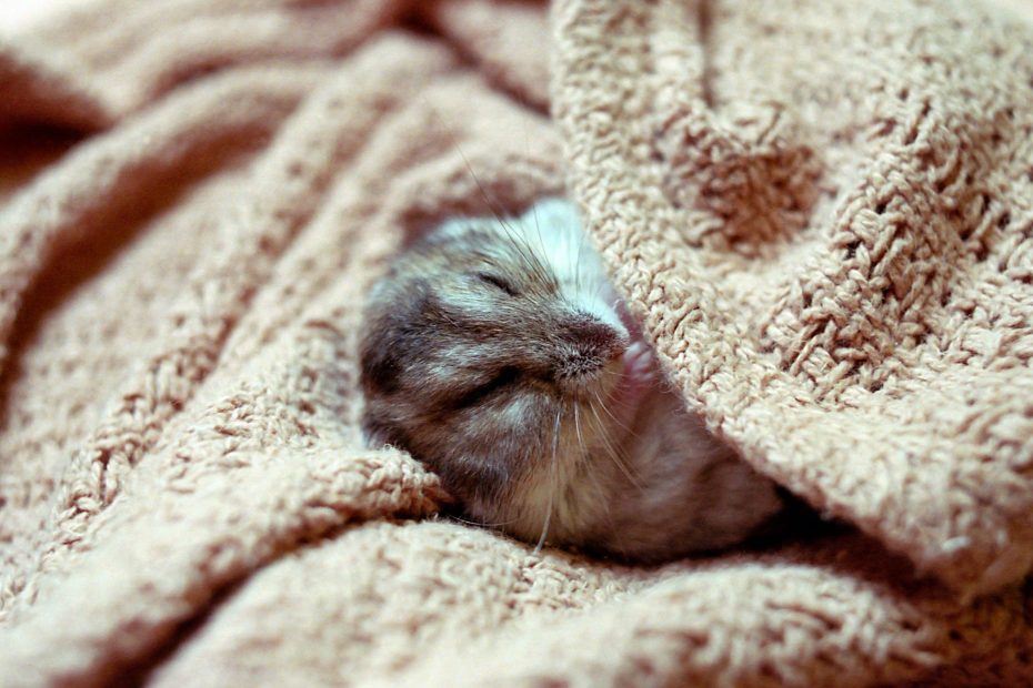 A pocket pet sleeping in a blanket