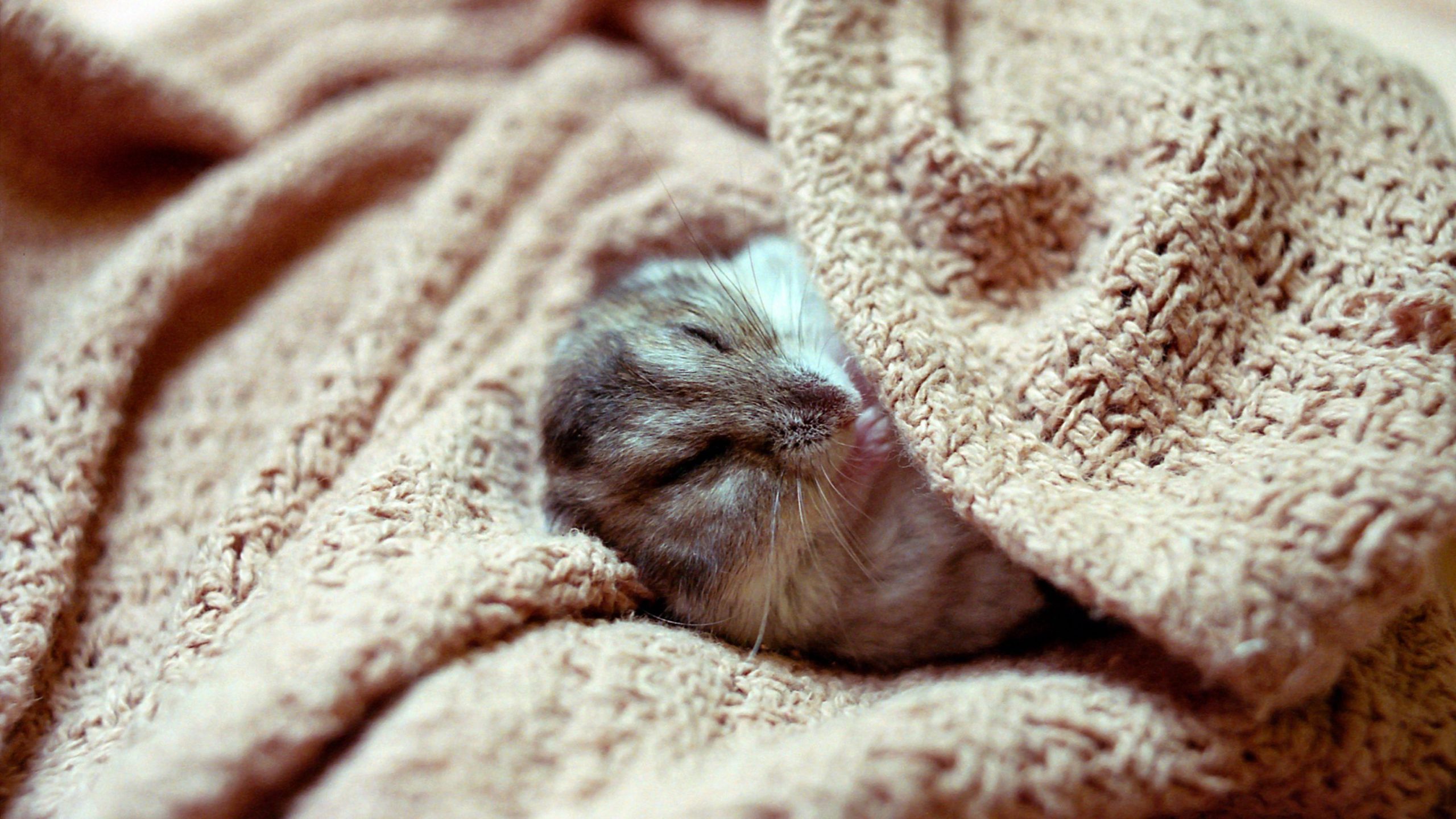A pocket pet sleeping in a blanket
