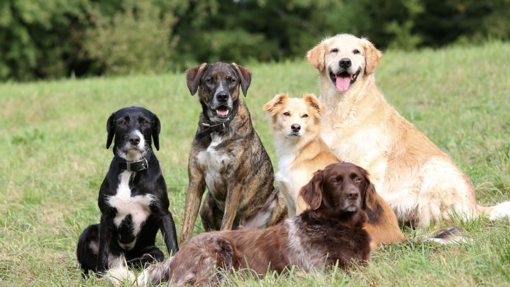 A brown and white spaniel lying in the foreground of a grassy field, with four other mixed-breed dogs sitting and watching closely behind it.