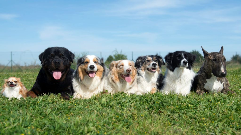A diverse group of five dogs of various breeds and coat colors posing together in a lush green grassy field.