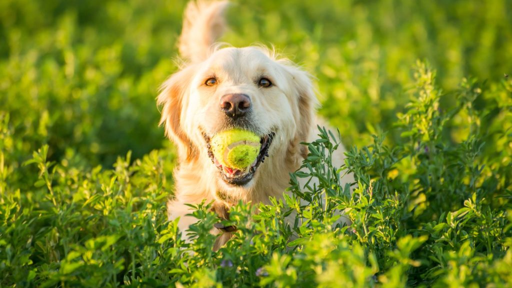 A golden retriever holding