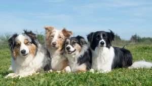 Four herding dogs—including blue merle, red merle, and black-and-white border collies—lying side-by-side in a grassy meadow under a clear blue sky.