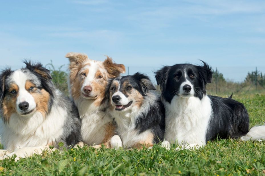 Four herding dogs—including blue merle, red merle, and black-and-white border collies—lying side-by-side in a grassy meadow under a clear blue sky.