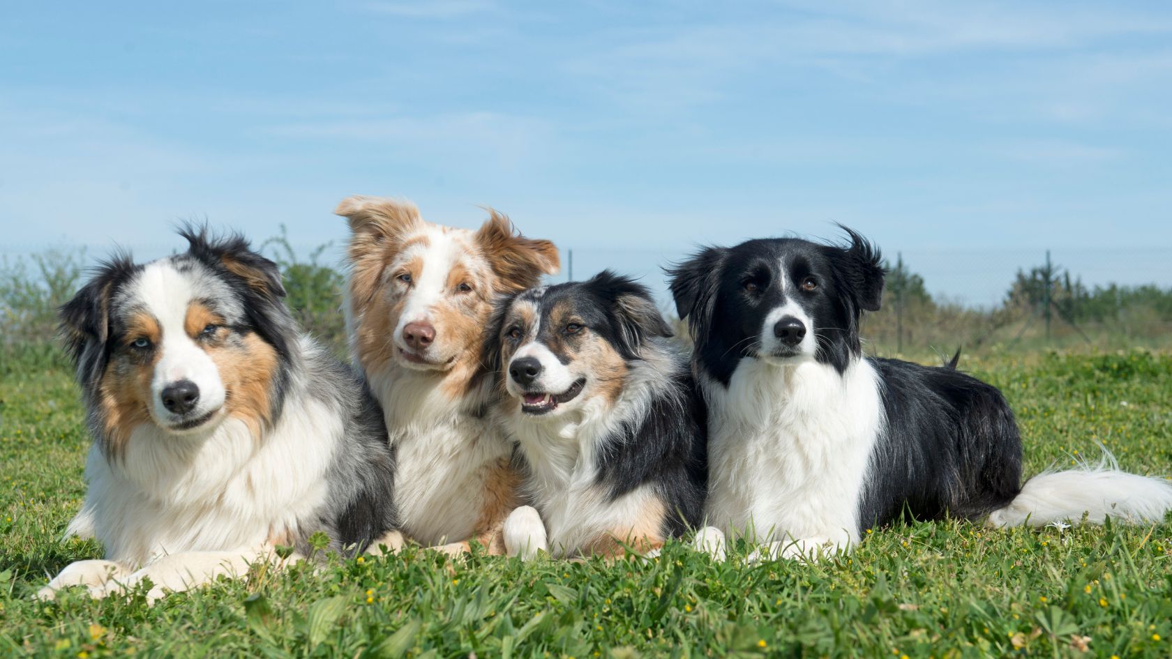 Four herding dogs—including blue merle, red merle, and black-and-white border collies—lying side-by-side in a grassy meadow under a clear blue sky.