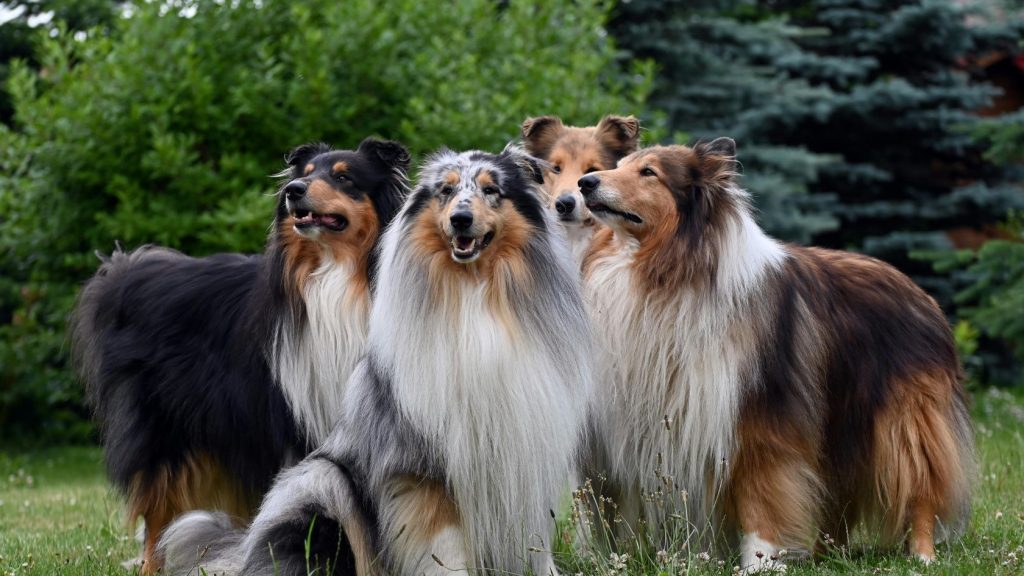 A group of four long-haired Collie dogs with varying coat colors—including black-and-tan, blue merle, sable, and white—sitting and standing together outdoors in a grassy area with green foliage in the background.