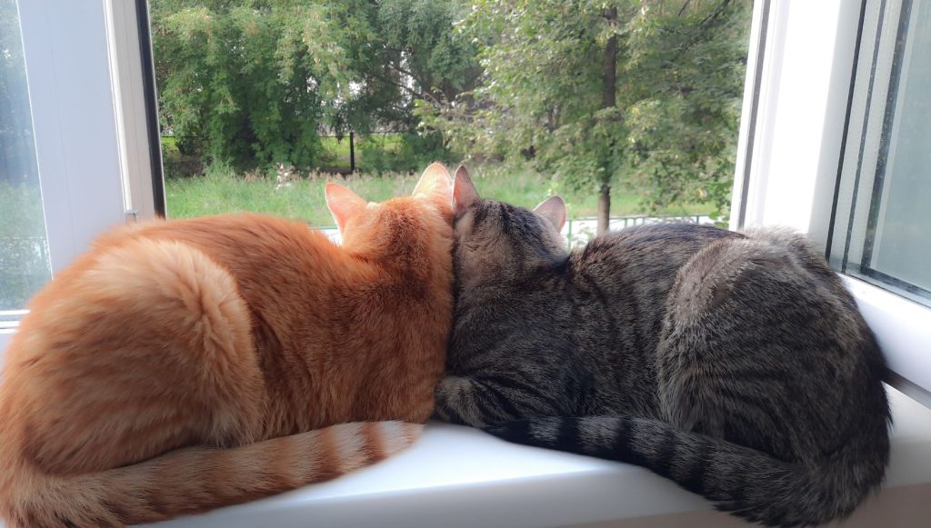 Two cats, an orange tabby and a grey tabby, sitting side-by-side on a white windowsill looking out a window at green trees and foliage.