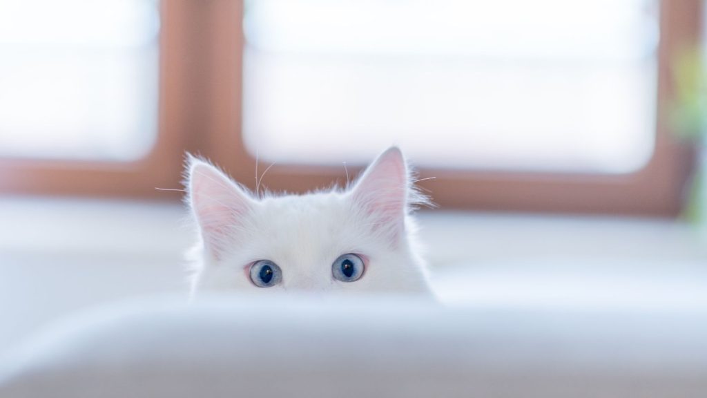 A fluffy white cat with striking blue eyes peeking up from behind a low surface in front of a window.