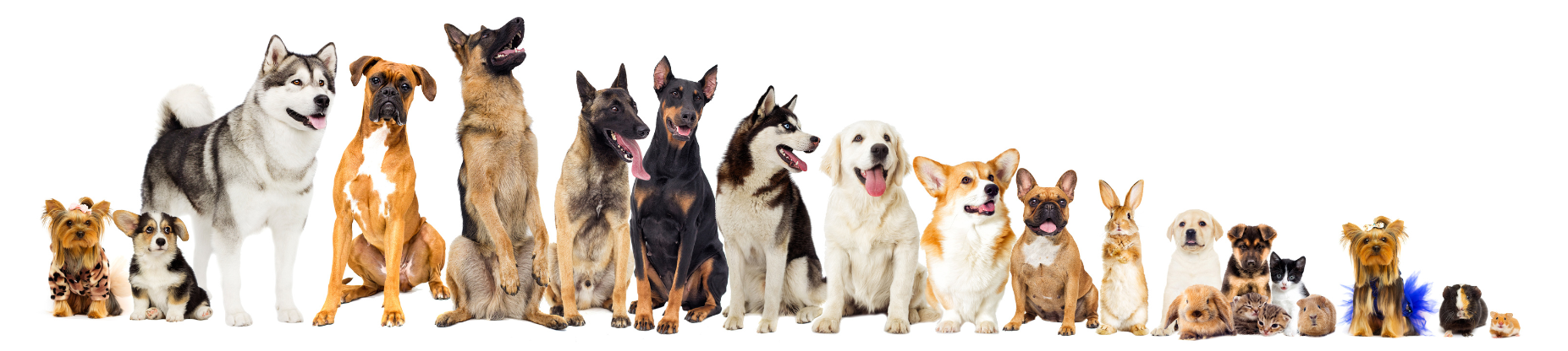 A group of various young pets including puppies, kittens, a rabbit, and a guinea pig, posed together on a white background.
