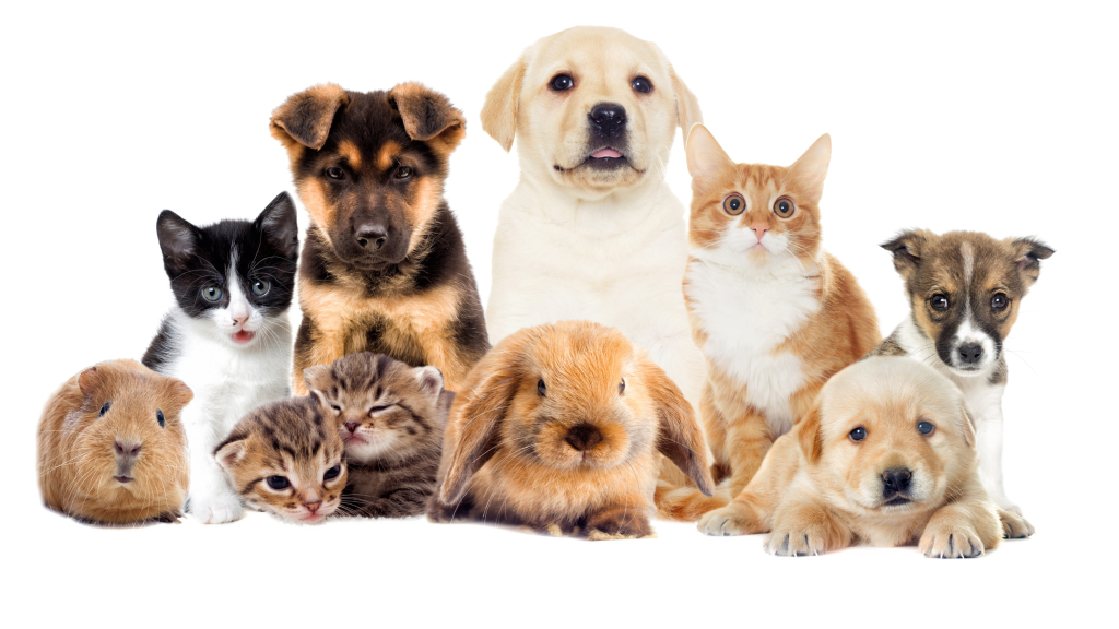 A group of various young pets including puppies, kittens, a rabbit, and a guinea pig, posed together on a white background.
