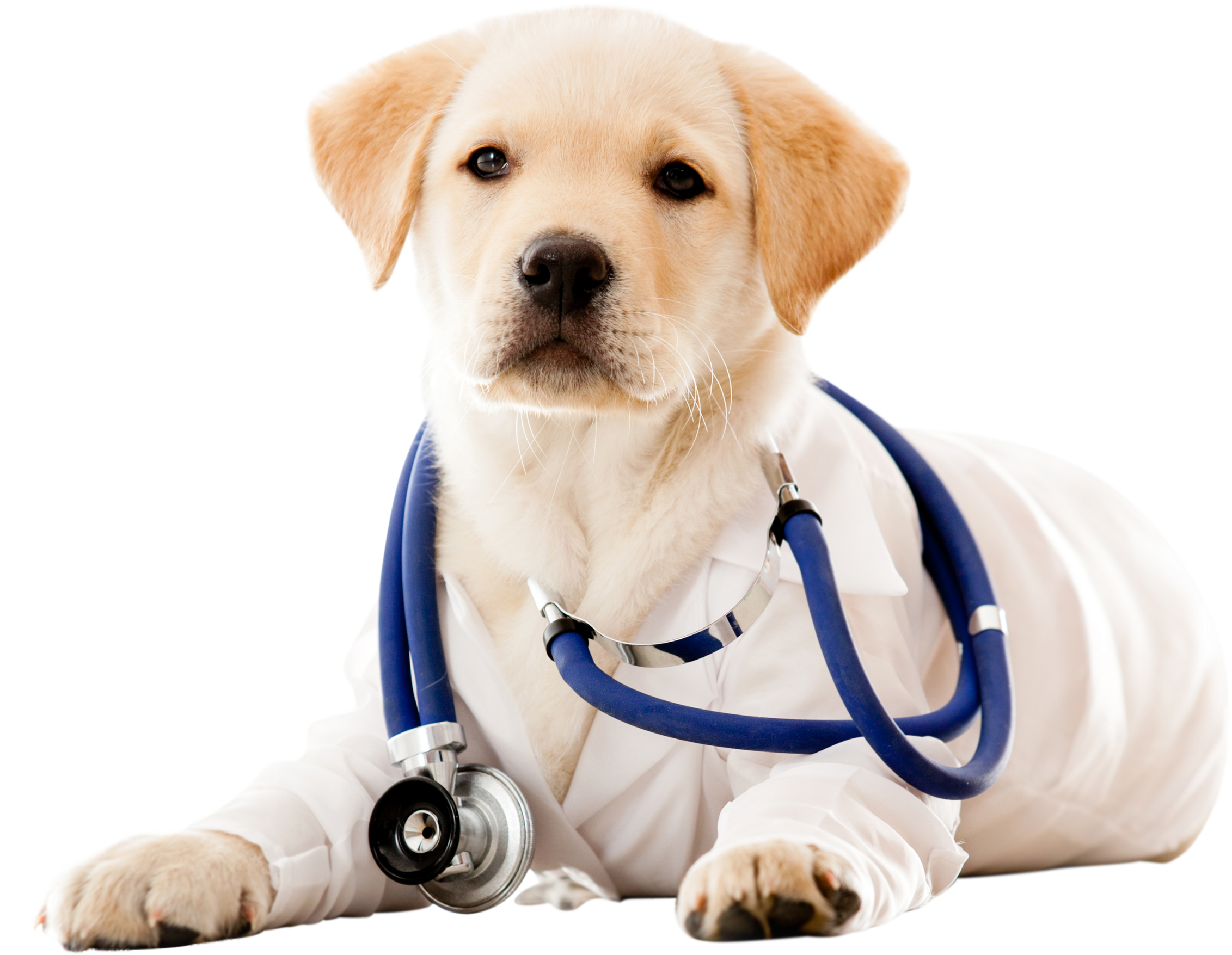 A yellow Labrador puppy dressed in a white lab coat with a blue stethoscope around its back and shoulders, lying down on a white background.