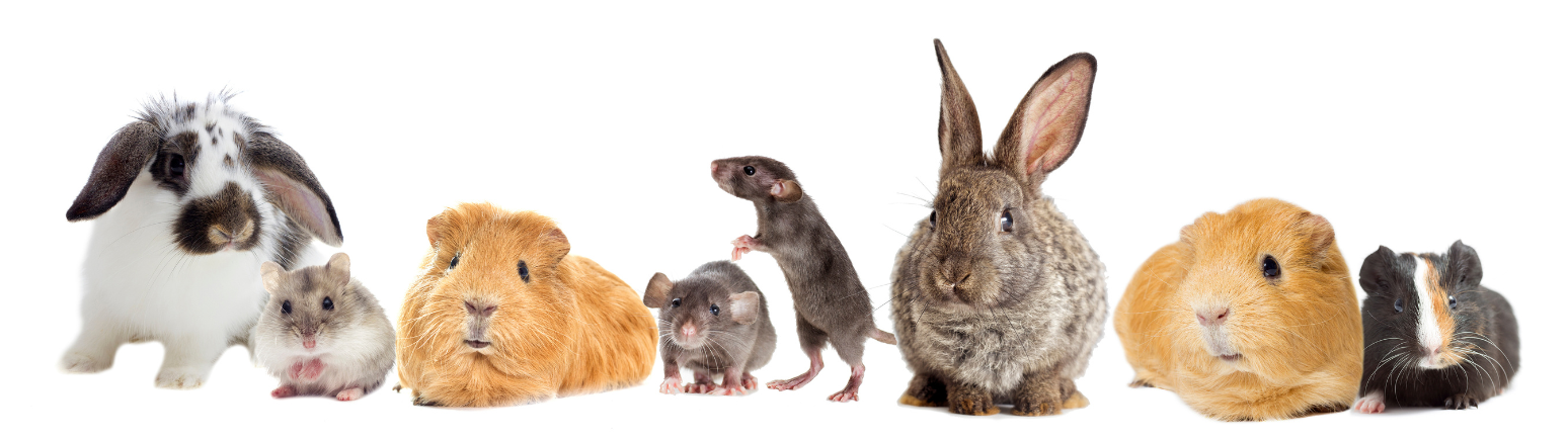 A group of various young pets including rabbits, rats, hamsters, an guinea pigs, posed together on a white background.